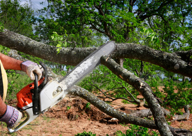 Why Choose Our Tree Removal Services in Walnut Creek, CA?